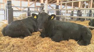 Vacile scoțiene Angus ar putea fi folositoare României după Brexit