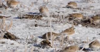 Vânătoarea ciocârliilor, interzisă prin lege în România, spre disperarea vânătorilor italieni
