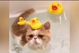 Cum sărbătoresc americanii Ziua Naţională a Pisicilor