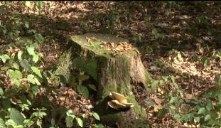 O femeie din Bârlad a murit la câteva ore după ce a mâncat ciuperci otrăvitoare, culese chiar de ea