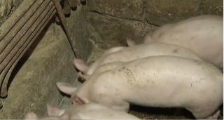Importul de carne de porc a ajuns la 85%, din cauza pestei