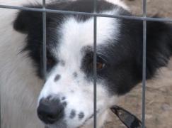 La un pas de dosar penal, după ce şi-a abandonat căţeluşa cu cei cinci pui ai săi