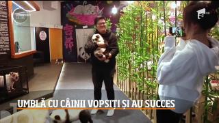 Câini vopsiţi în urşi Panda, atracțiile unei cafenele din China