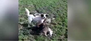 Câini abandonaţi la intrarea în Siret, într-o cutie cu numele stăpânului