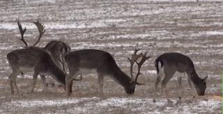 Doi indivizi din Suceava care în 2012 au ucis un cerb şi patru căprioare, au primit închisoare cu executare