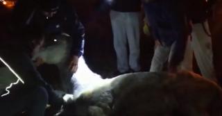 Cal rănit, salvat de la moarte, în Braşov, după ce reprezentanţii unui ONG au plătit proprietarul pentru a-l opera