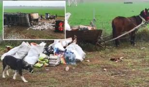 Puii congelaţi din TIR-ul ars pe A2, încărcaţi în căruţă de localnici şi duşi acasă (video)