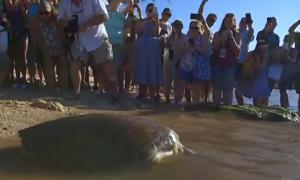 O țestoasă a supravieţuit miraculos după ce o săgeată i-a trecut prin tot corpul