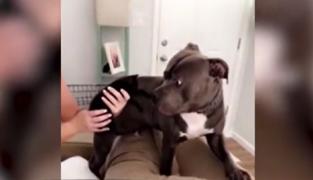 Pitbull speriat de un pui de pisică. Cum a reacţionat câinele