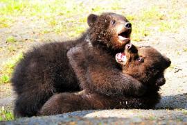 O ursoaică şi puiul ei, alungaţi de un şofer din oraşul Sovata