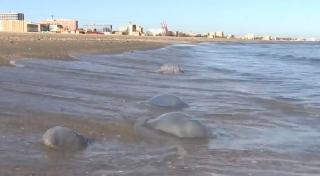 Invazie de meduze albastre pe plajele din Mamaia