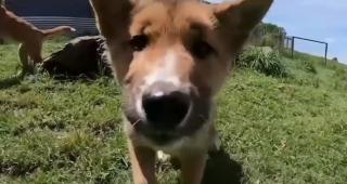 Surpriză uriaşă pentru o familie care a crezut că adoptă un pui de câine