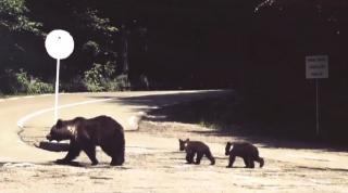 Urşii au devenit o ameninţare pe autostrăzi şi calea ferată