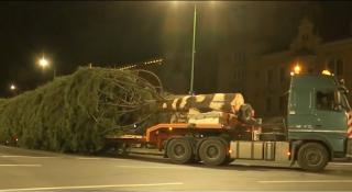 Brad de Crăciun instalat în Piaţa Sfatului din Braşov