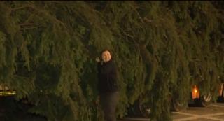 Brad de poveste în Piața Sfatului din Brașov