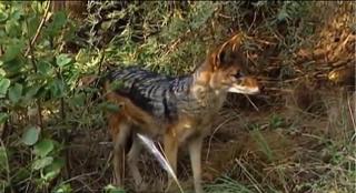 Haite de şacali atacă gospodăriile românilor din Dobrogea