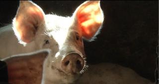 Pesta impune reguli stricte în privinţa creşterii de porci, în România