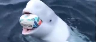 Balenă albă, filmată în timp ce joacă rugby în ocean (Video)