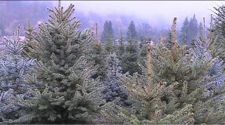 Mulţi români şi-au rezervat deja brazii de Crăciun