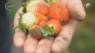 Căpșune de toamnă târzie pentru masa de Crăciun