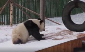 Un urs panda a ieşit la joacă în zăpadă, în China (Video)