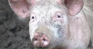 Tăierea porcului de Crăciun, strict sub supravegherea medicului veterinar