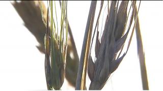 Vremea călduroasă din această perioadă pune în pericol producţia agricolă de anul viitor