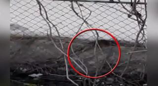 Baza sportivă din Galaţi, un adevărat pericol pentru copii din cauza şobolanilor