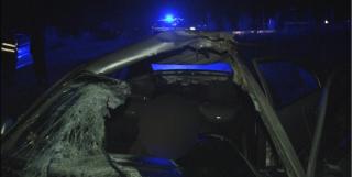 Şofer rănit grav după ce un mistreţ i-a trecut prin parbriz, în Dâmboviţa