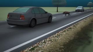 Animație: Mister elucidat în cazul mistreţului "zburător" din Dâmboviţa