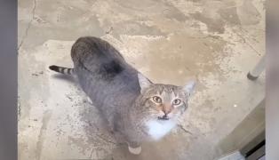 O pisică din Statele Unite a devenit expertă în evadări