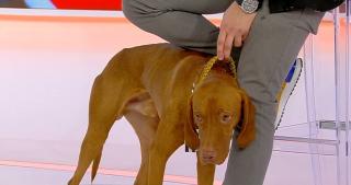 Buddy, influencerul care nu vorbește. Căţelul strânge sute de like-uri pentru o poza