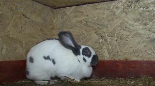 În goana după o alimentaţie sănătoasă, carnea de iepure este din ce în ce mai căutată