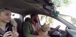 O pisică, copilotul unui taximetrist din Ucraina. Felina are şi pagină de Instagram