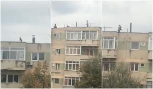 Maidanez speriat urcat pe bloc la Tăşnad, salvat de o femeie, înainte să se arunce (video)