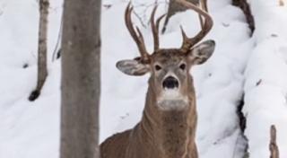 Un fotograf amator din Statele Unite a surprins un cerb cu trei coarne