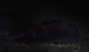 Urs lovit de o maşină care nu a mai putut evita impactul, în Harghita