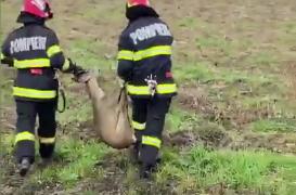 Pompierii din Arad au salvat o căprioară care căzuse într-un canal