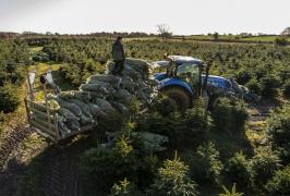 Tot mai puţini brazi crescuţi în România îşi fac loc în oferta de Crăciun