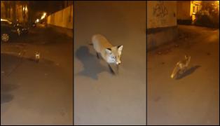Vulpe filmată plimbându-se nestingherită prin Bucureşti (Video)