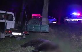 Un alt urs a fost lovit mortal de o maşină pe un drum naţional din Mureş