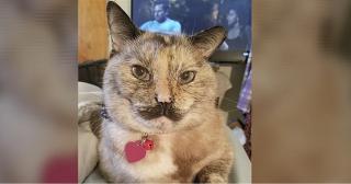 Pisica ce seamănă cu Charlie Chaplin, vedetă pe internet (Video)