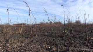 Un tânăr din Arad s-a ales cu plantaţia de cătină făcută scrum. Paguba se ridică la 10 mii de euro