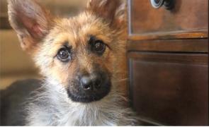 Ranger, un căţel din SUA, dovada că există tinereţe fără bătrâneţe (Video)