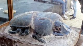 Expoziţie fără precedent cu animale mumificate, în Egipt (Video)