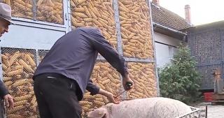 Românii au început să-şi aleagă porcul de Crăciun și-l măsoară cu ruleta