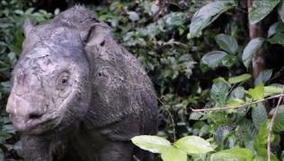 Iman, ultima femelă de rinocer de Sumatra din Malaezia a murit la 25 de ani