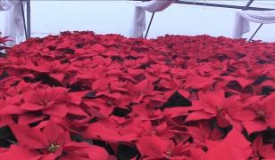 Crăciuniţele, o afacere înfloritoare în perioada sărbătorilor de iarnă