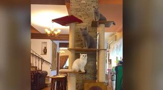 Afacerea cu mobilă pentru animalele de companie a luat avânt în România