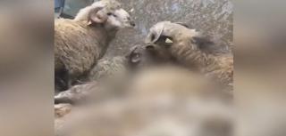 Imaginile cu oile în agonie, pe nava din Portul Midia, i-au impresionat până la lacrimi pe salvatori